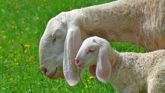 Sheep Farm Nature The Hay