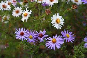 Flowers Field Flower Bed Greens
