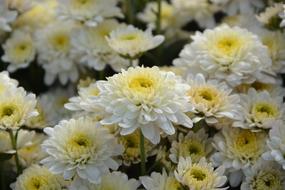 White Flowers Chrysanthemums
