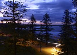 Nature Tree Outdoors