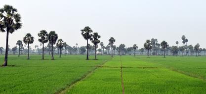 Nature Grass Panoramic