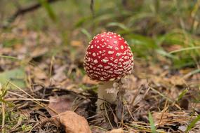 Nature Grass Mushrooms