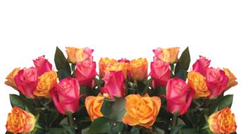 Roses Flowers Nature