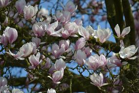 Flower Magnolia Plant