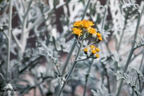 Dusty Miller As-Shot