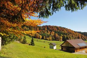 Autumn Mood Nature Golden