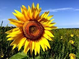 Sunflower Field Summer