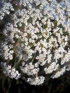 Flowers White Nature