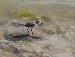 Body Of Water Nature Birds Wild