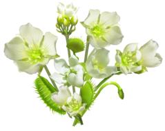 Carnivorous Plant