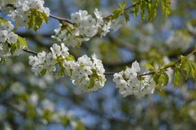 Tree Branch Flower Cherry