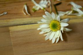 daisy on a wooden table