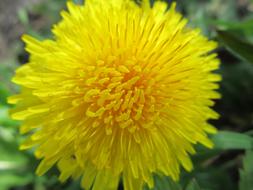 Macro Dandelion