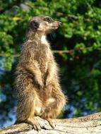 Wildlife Nature Mammal