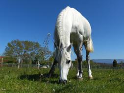 Thoroughbred Arabic White