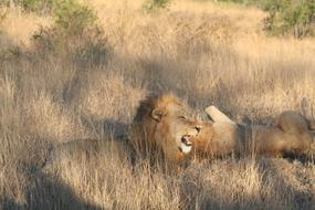 Mammal Animal Roaring Lion