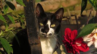 Nature Animalia Nice Domestic