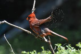 Nature Wildlife Bird