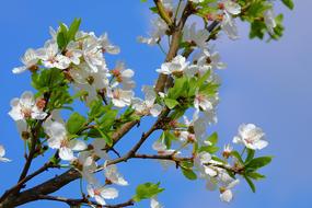 Flower Branch Nature