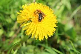 Dandelion Bee Pollen