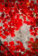 Autumn Leaves Red