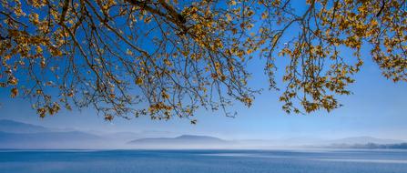 Lake Tree Loneliness