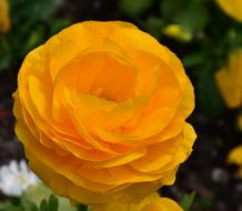 Ranunculus Spring Nature