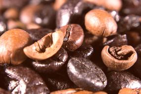 coffee bitter beans