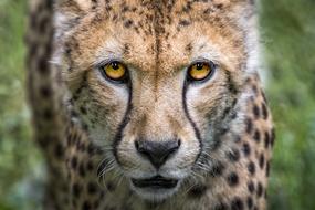 Cheetah Big Cat Predator Wild