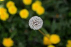 Dandelion Down Yellow