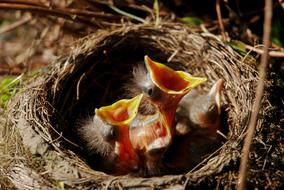 Nest Chicks Bird'S