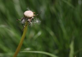 Dandelion Down Dry