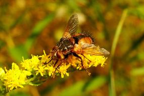 Nature Insect At The Court Of