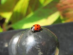 Tiny Ladybug Bug Beetle