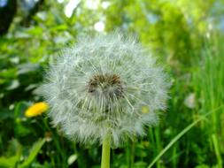 Dandelion Nature Plant