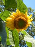 Sunflower Summer Plant