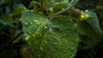 Leaf With Drops Of Water