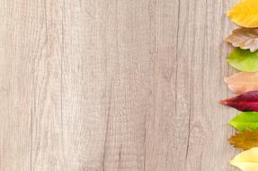 Autumn Orange Nature