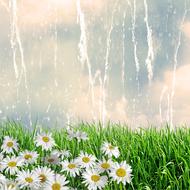 Nature Flowers Margaritas