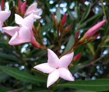 Pink Star