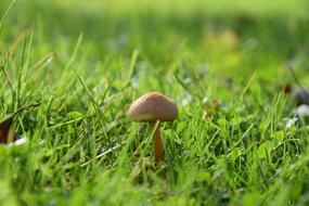 Mushroom Meadow Green