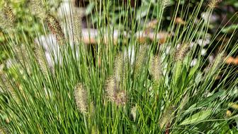 Flower Summer Nature