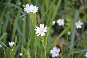 White Flowers Green Foliage Nature