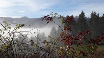 Fog Autumn Landscape Rising