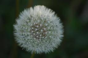 Dandelion Plant Flower