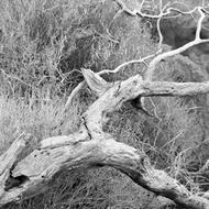 Wood Shriveled From Dry