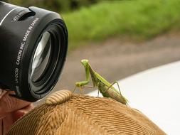 Nature Animals Living