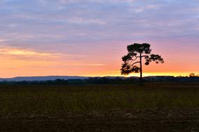 Sunset Landscape Tree