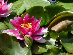Water Lily Plant