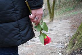 red rose in a man's hand